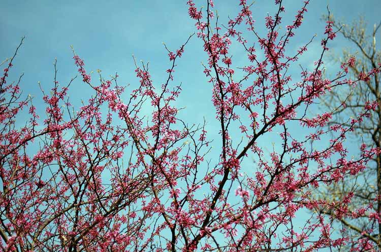 cherry and apple trees in bloom